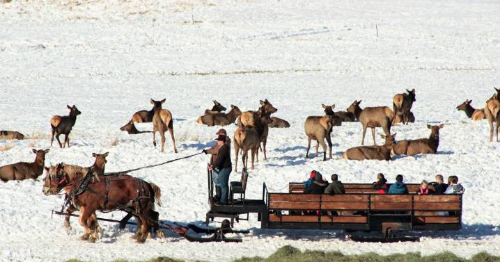 Hardware Ranch is getting ready for the wagon rides through the elk herd
