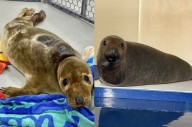 Two seals rescued by Mystic Aquarium to be released Tuesday after 2 months of treatment