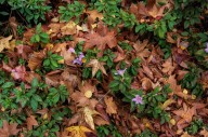 Skip Raking Leaves From Your Flower Beds This Fall—Unless These 4 Exceptions Apply