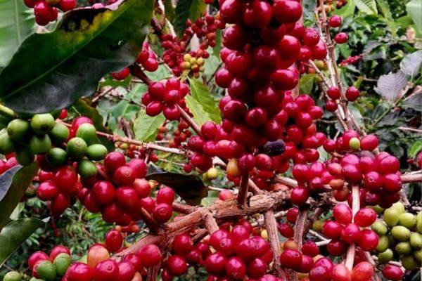 Federación de Cafeteros presenta ‘Umbral’, una nueva variedad resistente al calor