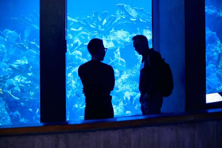 Spend time with sea creatures at New England Aquarium’s after dark event