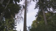 Hundreds of thousands of Washington state's trees are dead or dying