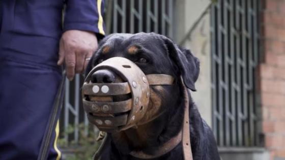 Así son las nuevas condiciones de los perros de vigilancia en Colombia