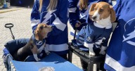 These 'Bolts Lovin' Beagles' are a hit on Thunder Alley