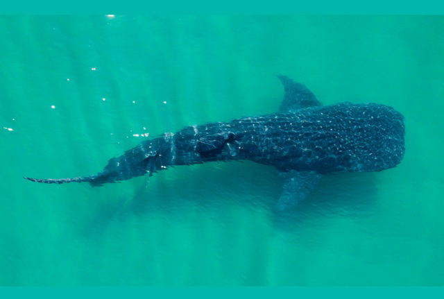 Inicia la temporada de Avistamiento de Tiburón Ballena en La Paz, Baja California Sur
