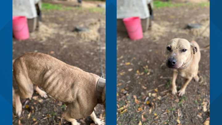Dogs rescued, arrests made in dogfighting ring in Chester County