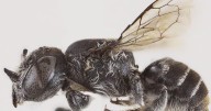 Scientists discover new bee species with horns