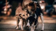 Supreme Court to pass directions on feeding of stray dogs in govt office premises on Nov 7