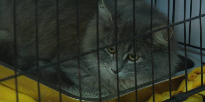 Madison animal rescue handles fourth major intake this year