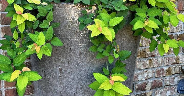 On Gardening: Double Play Candy Corn is a shrub for all reasons