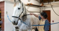 PHOTOS: Cobb County Sheriff's Office Equine Therapy Program