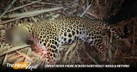 Maharashtra: Man-eater leopard shot dead after 3 deaths in Pimparkhed