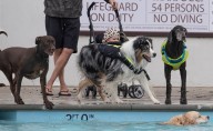 Fun is unleashed at San Clemente’s annual doggie pool party
