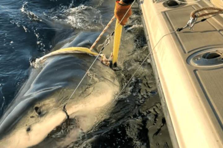1,600-pound monster shark makes surprise visit off Atlantic City