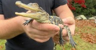 Tiny alligator spotted on video in Boston's Charles River has been found safe