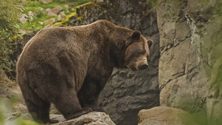 Oso grizzly atacó sorpresivamente a un grupo escolar y dejó 11 heridos en Canadá