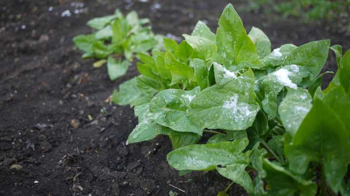 How To Help Spinach In Your Garden Survive Harsh Winter Weather