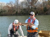TVA, TWRA conducts survey of Lake Sturgeon