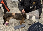 Shot, starved dog named ‘Jackie’ found in Geauga County; sheriff’s office investigating