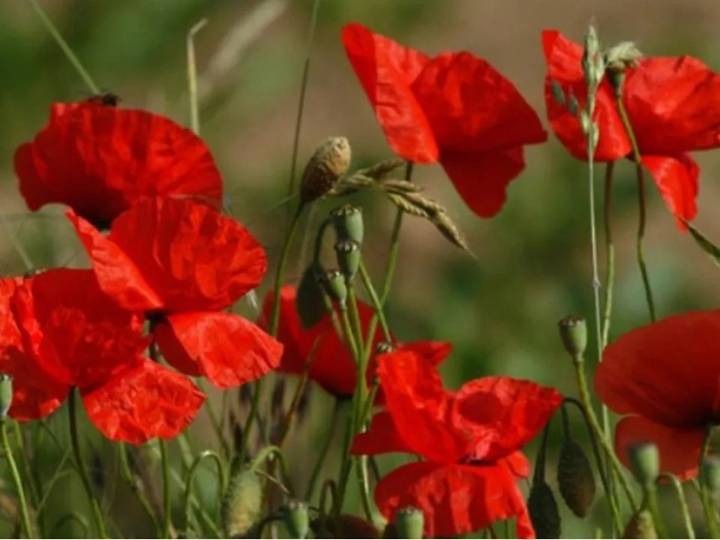 Nova Scotia premier blasts judges over 'disgusting' demand that staffers remove poppies in courtroom