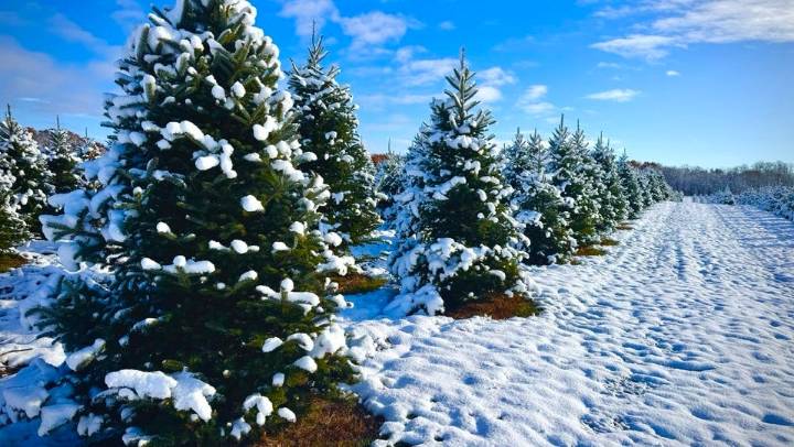 Here's where to pick the perfect Christmas tree in Lenawee County
