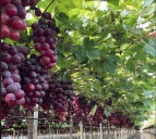 “Debilitan gravemente”. Piden a Luis Caputo mantener instrumentos para la trazabilidad en el vino