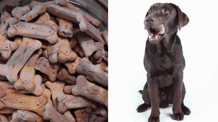 Waggies Entry: Reliance’s Aggressive Pricing Strategy in Indian Pet Food market