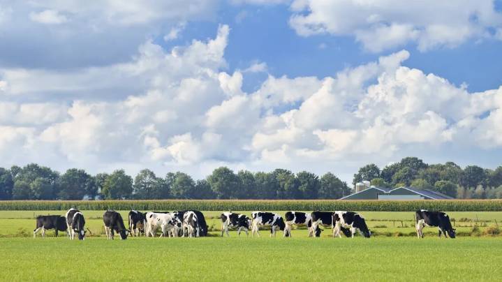 Legisladora peronista quiere cobrar una tasa por el metano que emiten las vacas en la provincia
