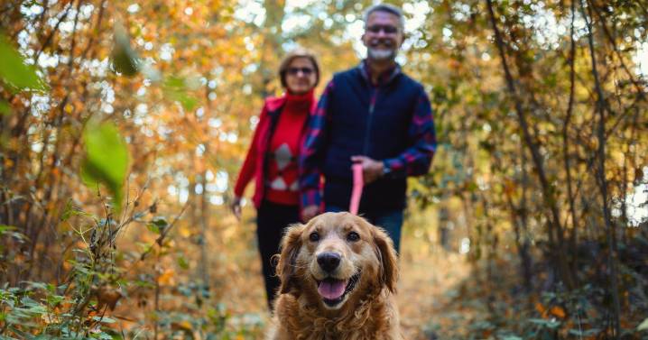 Cat and dog owners issued 'crucial' alert by vet over 4pm danger