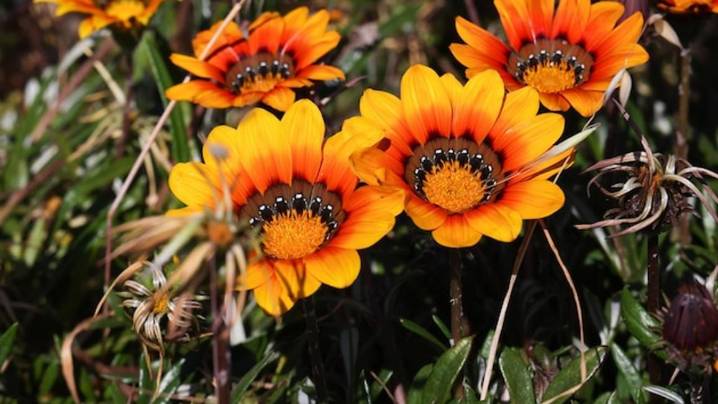 Sabrina Hahn: Why gazania, a noxious and invasive weed, should never be planted in gardens