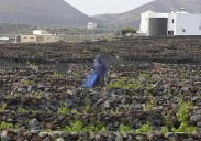 Las indemnizaciones al viñedo superan los 416.000 euros