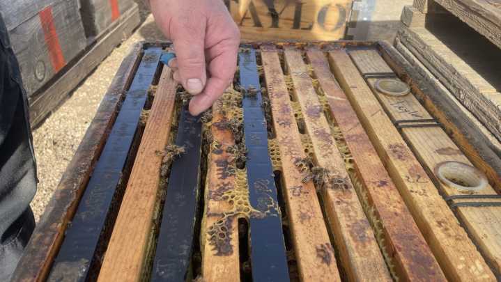 Examining bee behavior in winter