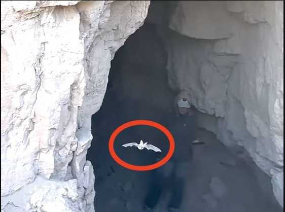 Descubren en una cueva de Turkmenistán al murciélago que se creía extinto hace 55 años