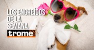 Cuatro traviesos que conquistarán tu corazón: ¡Las mascotas de Trome!