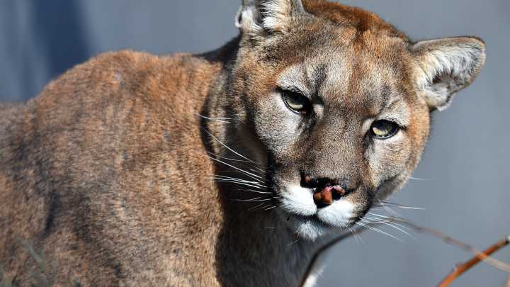 Mountain lion encounters are rare, but here's what to do if you encounter one