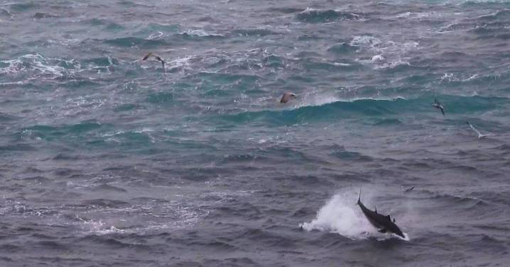 Dramatic tuna feeding frenzy filmed off South West coast