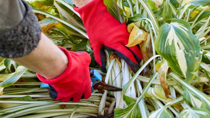 Don't Wait: Prune These 10 Plants In November For Your Best Garden Next Spring