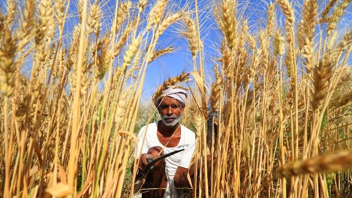 UP govt ensures ample seeds and fertiliser supply for rabi season 2025