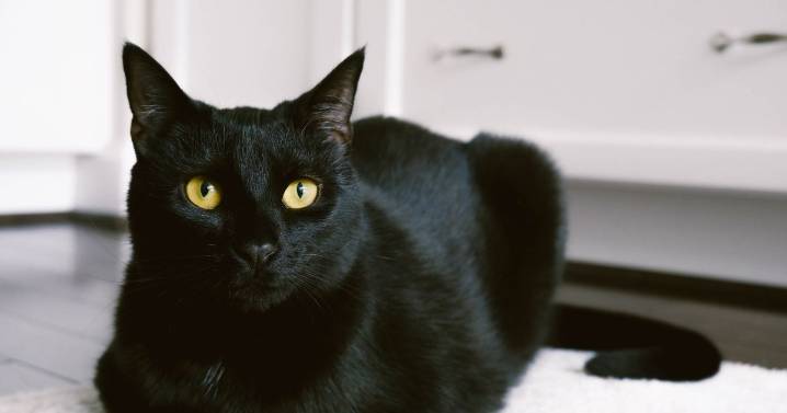 'Amazing' cat litter for 'zero smell' one owner wishes she'd found 'years ago' now 27% cheaper in Amazon Black Friday sale