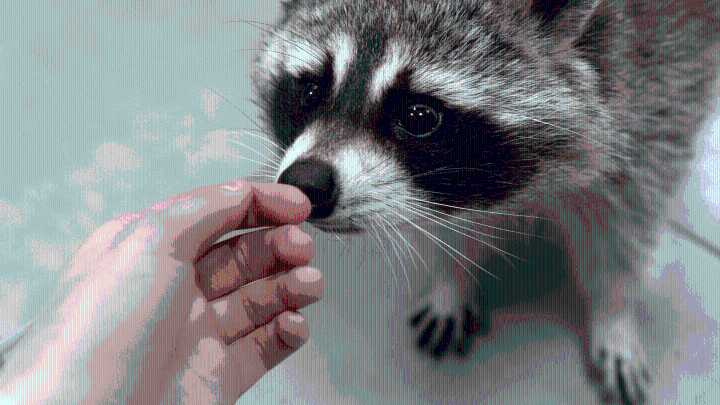 Urban Raccoons Show Early Signs of Domestication