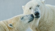 Cada vez quedan menos osos polares en el mundo, y lo peor de la noticia es que afecta a otras 11 especies
