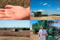 La carinata crece en Entre Ríos: experiencia de un productor sobre el cultivo que se exporta como combustible para aviones