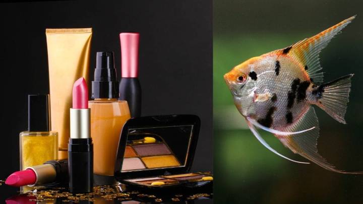 When Fish Waste Became Gold: The Story Of A Village’s Reinvention In West Bengal