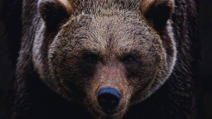 Alertan por avistamiento de oso en Bacerac