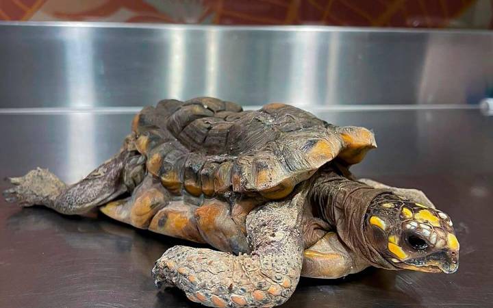 Desgarrador: una tortuga morrocoy quedó lisiada tras permanecer 30 años en cautiverio en una casa en el Valle de Aburrá