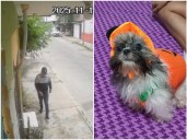 Hombres entran a casa a robar y se llevan a perrito de 4 meses en Veracruz