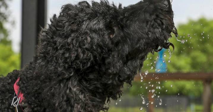 Need a pet without the high energy of a puppy or kitten? Try adopting an older fur baby