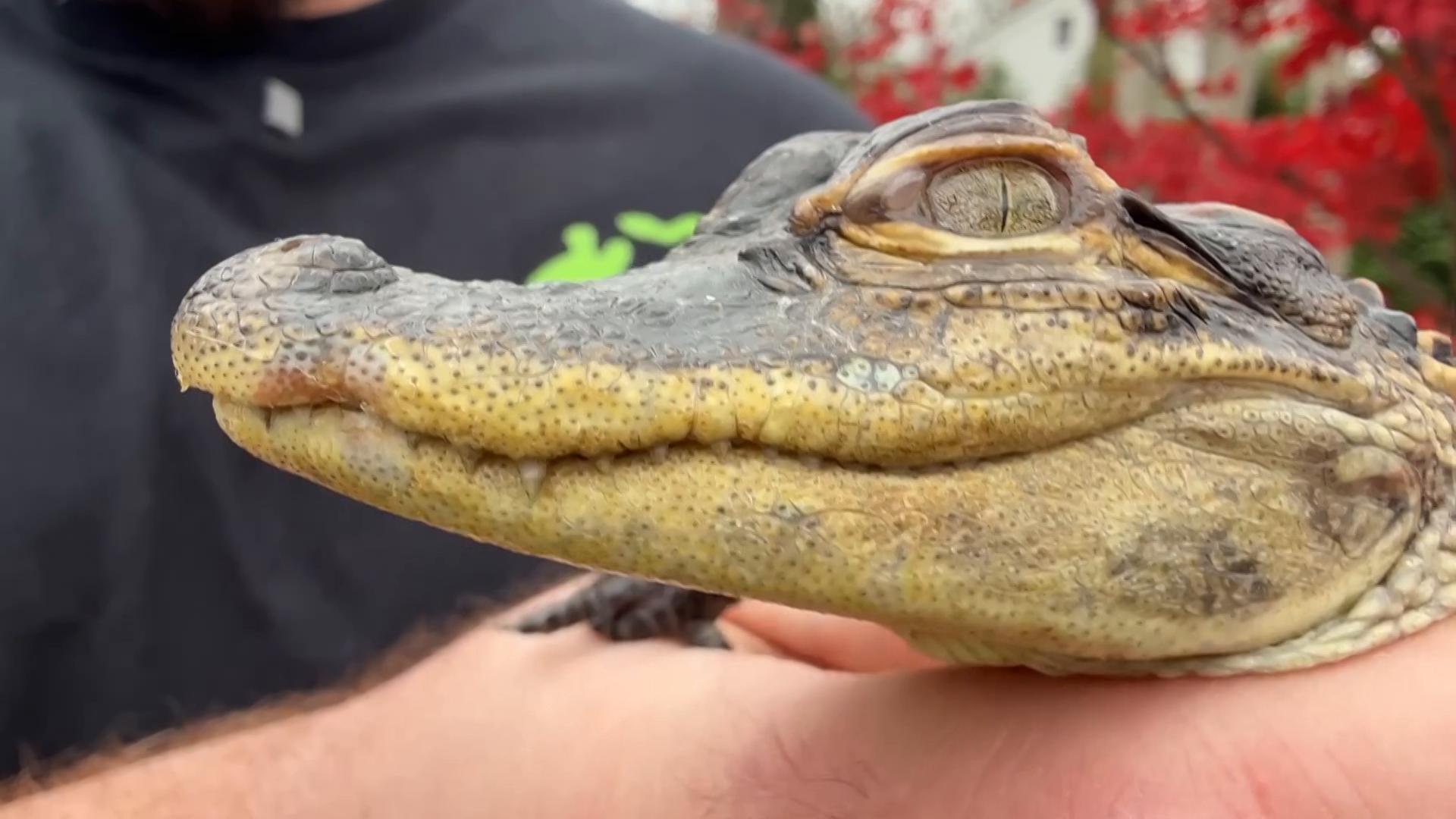 Small alligator rescued in Boston after slithering into the city's heart on social media