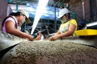 Exportaciones de café peruano superarían los $1600 millones en 2025
