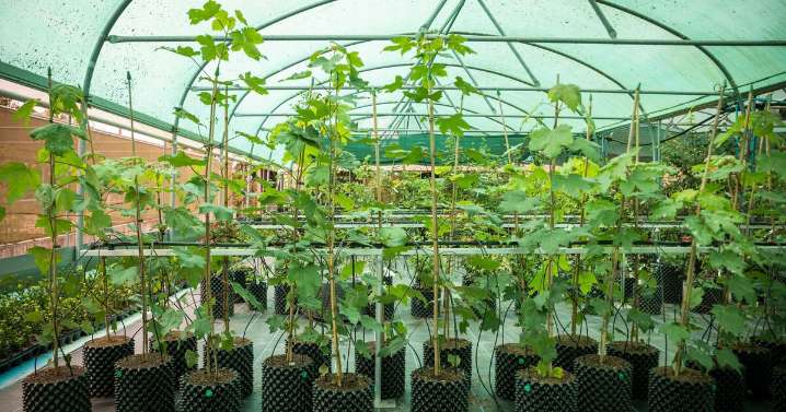 The 49 reasons why we'll never forget cruelly-felled Sycamore Gap tree